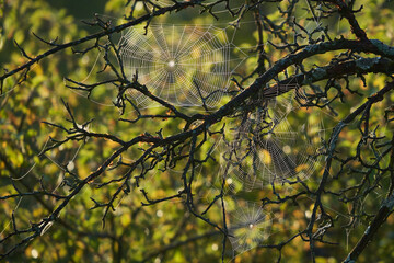 3 Creepy spider webs on an apple tree in autumn. Thanksgiving and Halloween time.