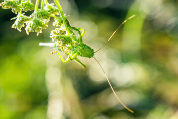 Female of Great Green Bush-cricket, Tettigonia viridissima