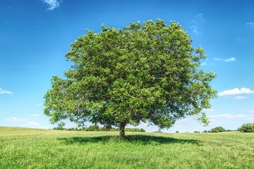 A broad deciduous tree stands on a meadow on a summer day with blue sky