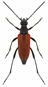 Anastrangalia sanguinolenta female beetle specimen