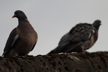 Pigeons sitting high on the roof of a property during a sunny and hot summer afternoon