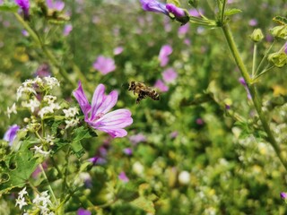 A bee collects pollen on a pink flower