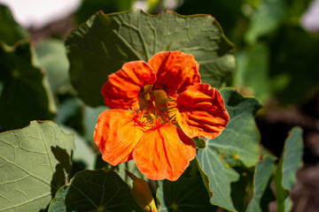 Fototapeta premium orange poppy flower