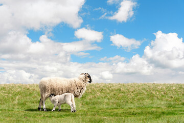 Fototapeta premium The grazing sheep and lamb on the meadow in Peak District against the blue sky