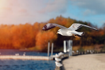 seagulls in flight  under the lake on Autumn day