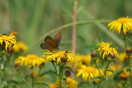 A meadow brown butterfly is attracted to the flowers of willowleaf yellowhead.