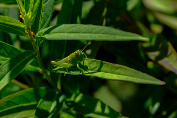 grasshopper on a leaf