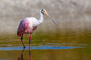 Roseate Spoonbill in the water