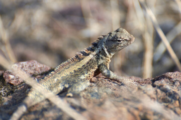 close up of a lizard