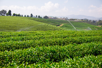 Fototapeta na wymiar watering system in tea plantation