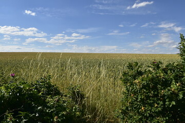 Obraz premium Natur bei Gronau