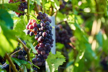 bunch of grapes on vine © Jan