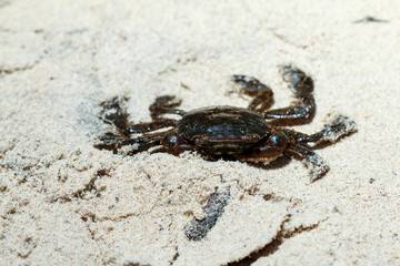 crab on the beach