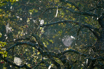 Creepy spider webs on an apple tree in autumn. Thanksgiving and Halloween time.