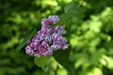 Lilac, Syringa vulgaris, beautiful purple flowers, slowly developing on green background, branches with green leaves, natural spring background.