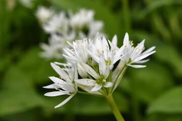 Bear garlic, white small flowers, Allium ursinum on green background, natural spring background