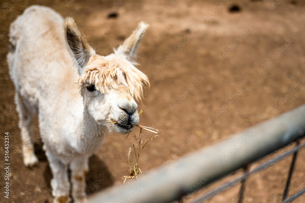 Poster Portrait of a cute alpaca eating grass standing on the ground