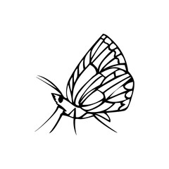 butterfly on white background. butterfly vector pattern design