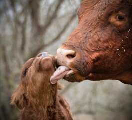Closeup of a mother cow showing love to its baby calf © Jayman30/Wirestock Creators