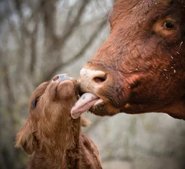 Fototapeten Closeup of a mother cow showing love to its baby calf © Jayman30/Wirestock Creators