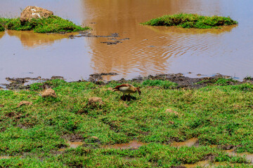 Egyptian goose (Alopochen aegyptiaca) in Ngorongoro Crater National Park in Tanzania. Wildlife of Africa