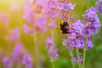 Naklejka premium closeup of bumblebee on lavender flower on sunny summer day Summer flowers. Summertime High quality phot