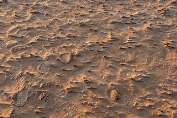 Sandy sea beach with small seashells