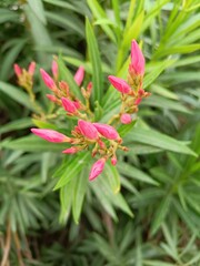 Vertical selective focus shot of Nerium Oleander buds