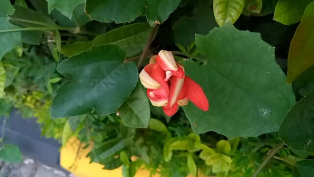 Top footage of the red flower of a runner bean (Phaseolus coccineus ziedas)