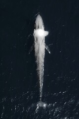 Aerial top shot of a gorgeous blue whale on the surface-emitting water