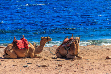 Camels on the shore of the Red Sea in the Gulf of Aqaba. Dahab, Egypt