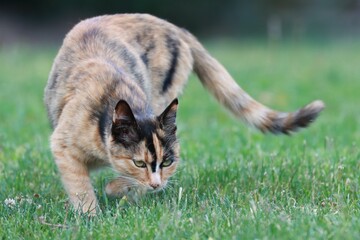 Adorable wild calico cat with green eyes playing on a green field © Mingfei Hou/Wirestock Creators