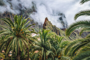 Naklejka premium Amazing view mirador of the Masca gorge and village in Tenerife. White thick clouds fog descends into the canyon. Mountain peaks covered in mist. Overcast weather. Lush crowns of palm trees.
