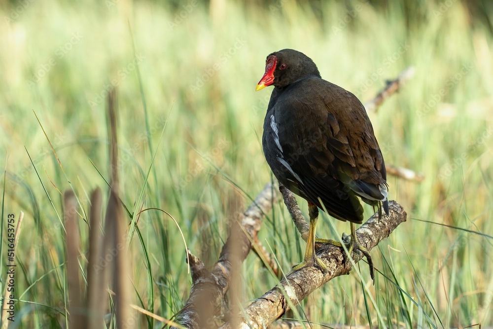 Poster closeup of the dusky moorhen, gallinula tenebrosa perched on the fallen tree branch in the meadow.