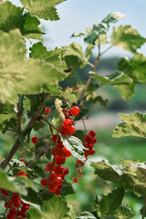 Bush of ripe red currants green and red berries background close up view selective focus vertical picture.