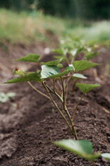 Vertical photo of a sweet potato growing in a vegetable garden. Sweet potato plant farm growing in a nursery.