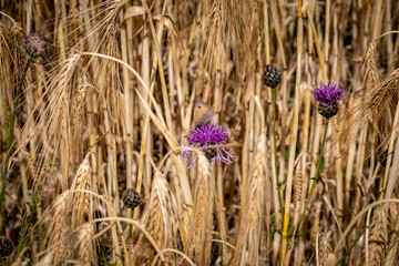 A meadow brown butterfly resting on a thistle flower in the Sussex countryside