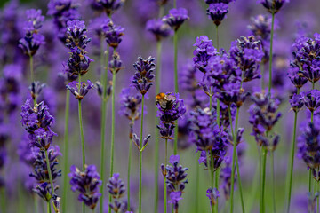 A bee on a lavender flower, with a shallow depth of field