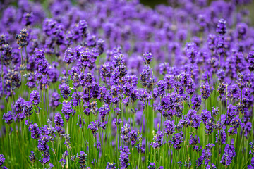 Lavender in summertime, with a shallow depth of field