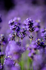 A close up of lavender flowers in the summer sunshine, with selective focus