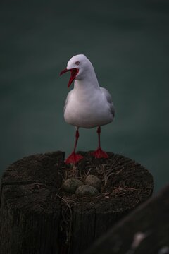 Vertical closeup of the red-billed gull, Chroicocephalus novaehollandiae scopulinus with eggs.