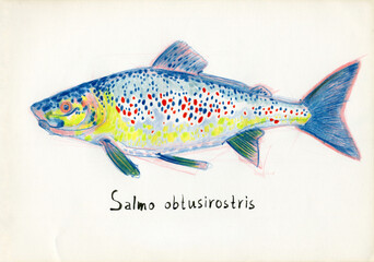 Adriatic trout - Atlantic salmon, or lake salmon, or salmon - inscription in Latin. Fish of the genus Salmon.