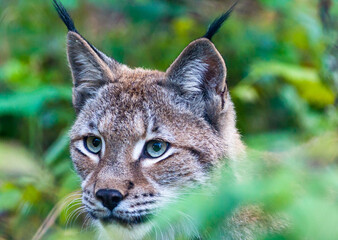 Naklejka premium Portrait of a Eurasian lynx with greenish background