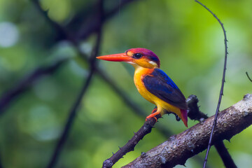 A Oriental Dwarf Kingfisher (Ceyx erithaca), also known as the black-backed kingfisher or three-toed kingfisher sitting on a branch in the rains at Karnala in Maharashtra, India