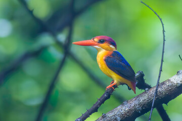 A Oriental Dwarf Kingfisher (Ceyx erithaca), also known as the black-backed kingfisher or three-toed kingfisher sitting on a branch in the rains at Karnala in Maharashtra, India