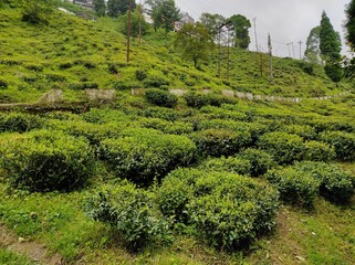 Fototapeta na wymiar Green tea cultivation of the orange pekoe Darjeeling special garden. Organic farming on the green hills.
