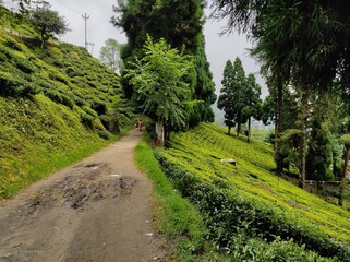 Fototapeta na wymiar Tea cultivation at the mountain garden estate established by the British for growing first flush black tea at Darjeeling hills.