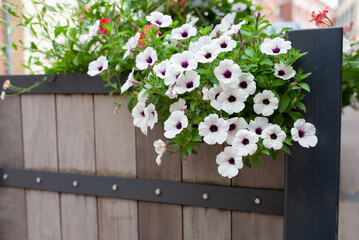 Beautifully blooming surfinias - overhanging petunias of pure white color in a flower box