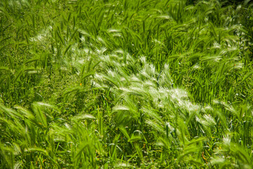 Hairy plume. A type of green grass.