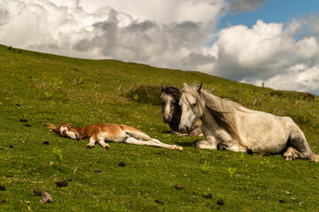 Family of wild horses